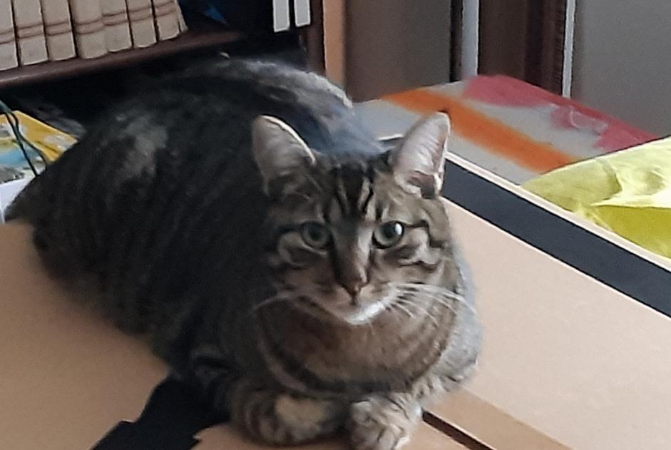 Disappearance alert Cat Male , 3 years Saint-Vincent-des-Landes France