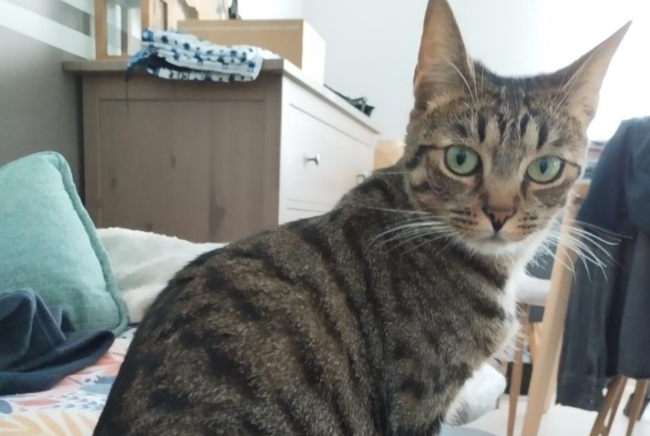 Disappearance alert Cat Female , 2 years La Montagne France