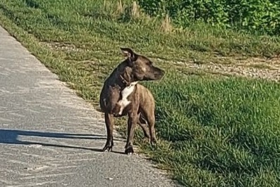 Discovery alert Dog  Unknown Houdilcourt France