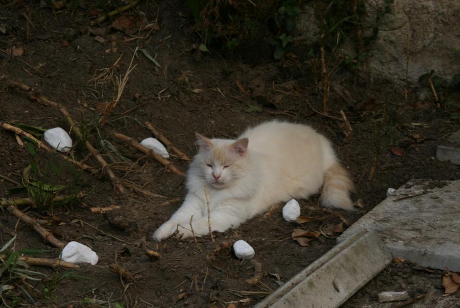 Alerta de Desaparición Gato  Macho , 7 años Nantes Francia