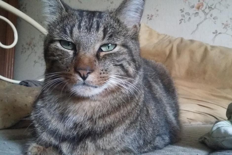 Alerte Disparition Chat Mâle , 8 ans Talon France