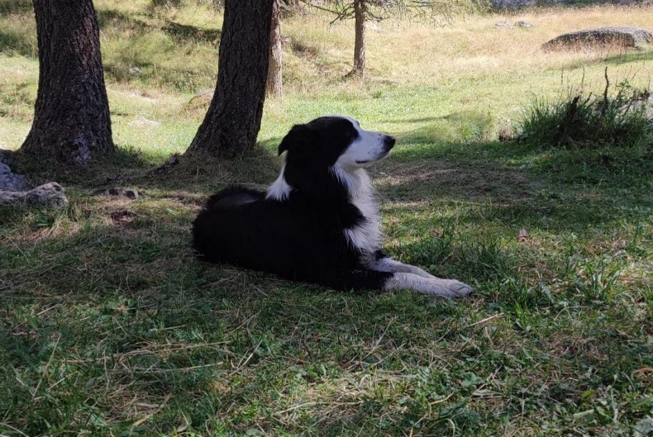 Alerte Disparition Chien  Mâle , 3 ans Notre-Dame-des-Landes France