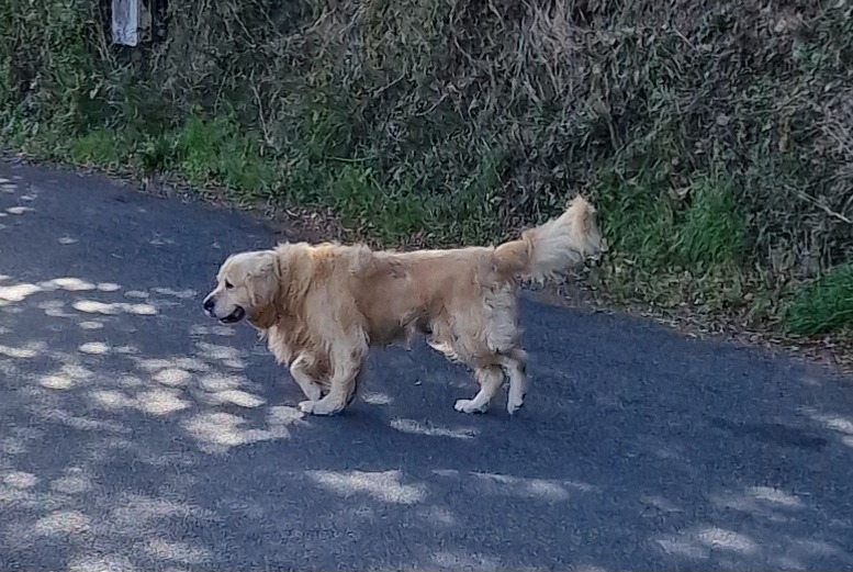 Alerte Découverte Chien  Inconnu Pont-de-Salars France