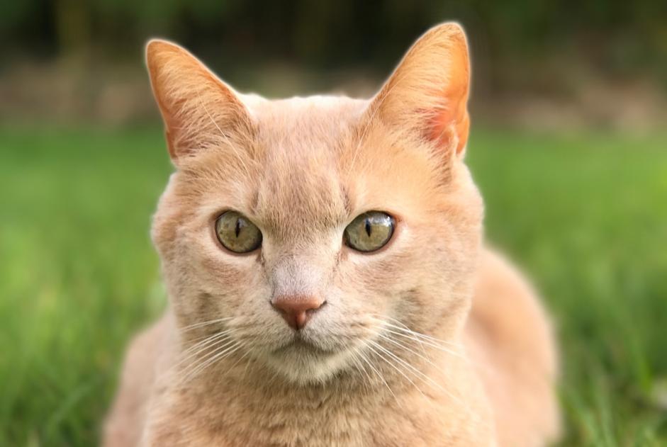 Avviso scomparsa Gatto Maschio , 13 anni Saint-André-des-Eaux Francia