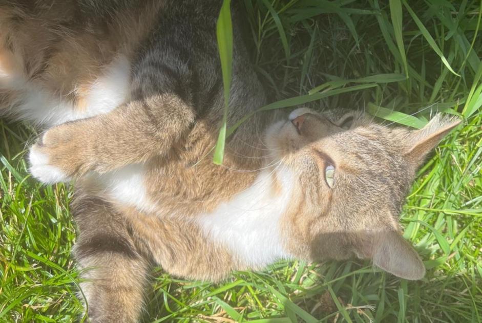 Alerta desaparecimento Gato Macho , 5 anos Pont-Saint-Martin France