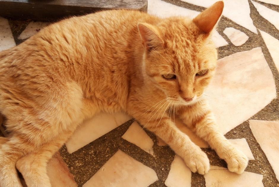 Alerta desaparecimento Gato  Macho , 15 anos Yvré-l'Évêque France