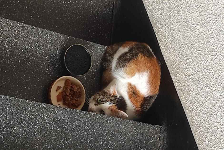 Alerta descoberta Gato cruzamento Desconhecido , 2 anos Le Mans France